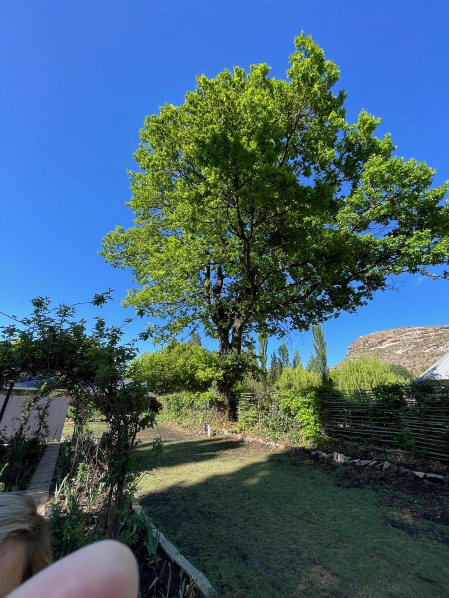 Periwinkle, Grove ,Acorn & Sage Cottages Clarens Kültér fotó