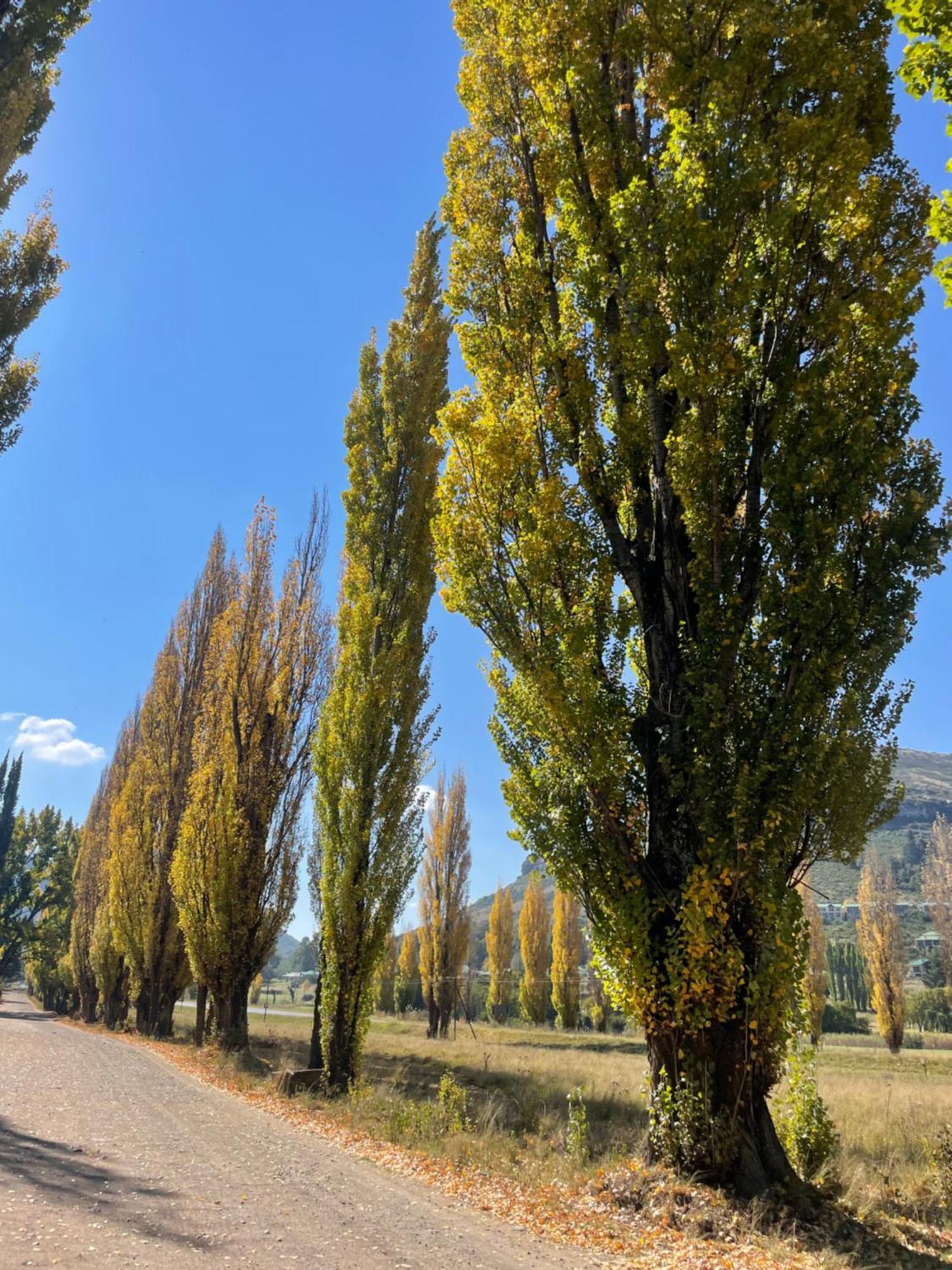 Periwinkle, Grove ,Acorn & Sage Cottages Clarens Kültér fotó
